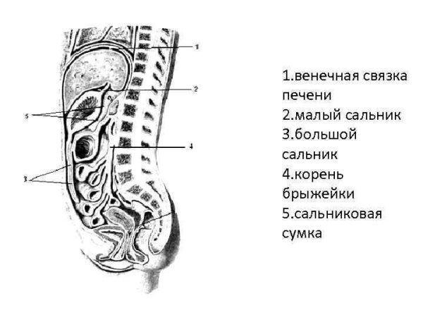 Малый и большой сальники брюшины