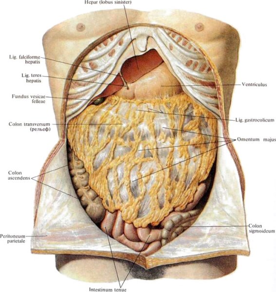 Сальник брюшной полости анатомия