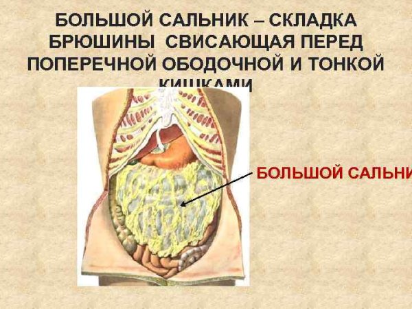 Брюшина сальники анатомия
