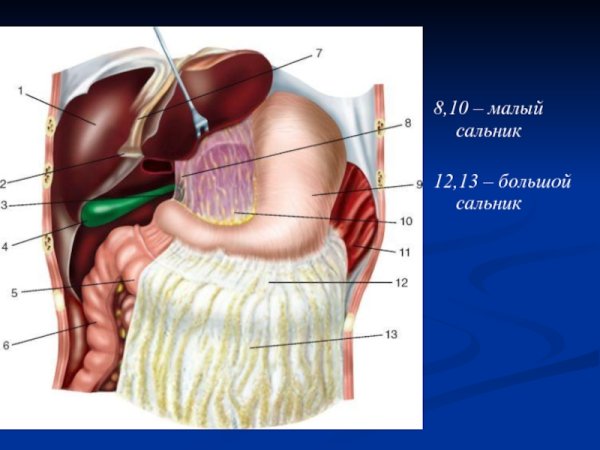 Листки брюшины большого сальника