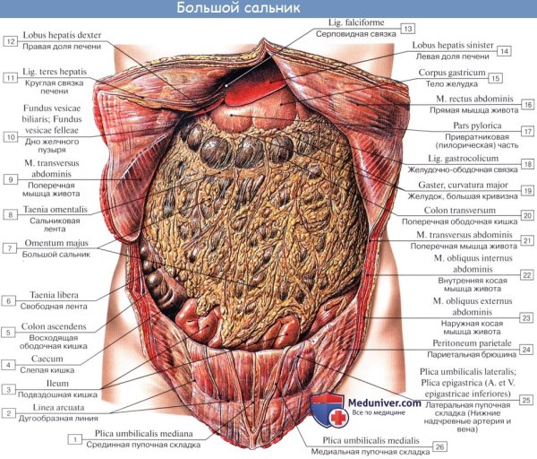 Малый сальник анатомия кт