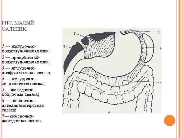 Малый сальник анатомия
