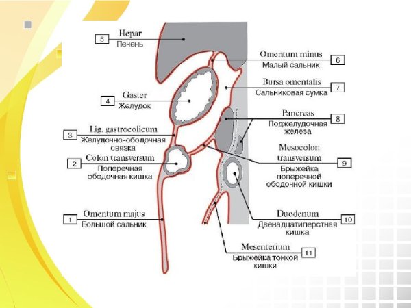 Малый сальник топографическая анатомия