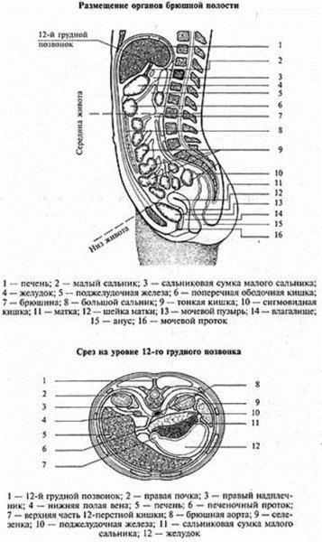 Малый сальник и большой сальник анатомия