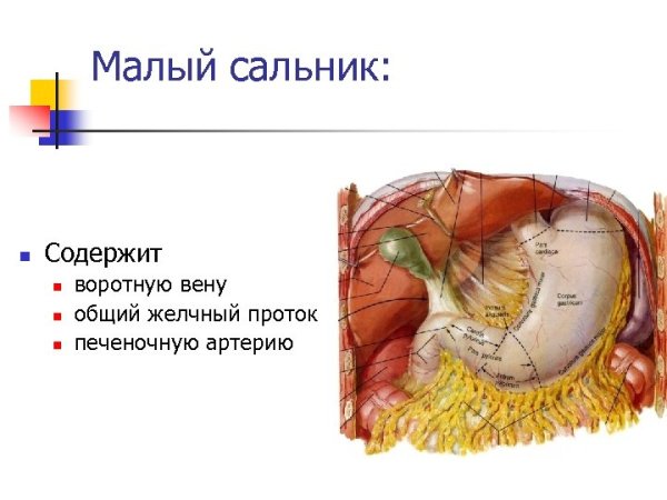 Ход брюшины анатомия