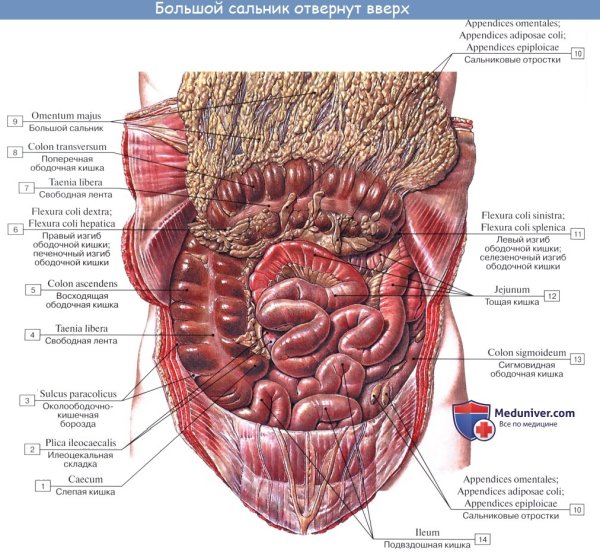 Ход брюшины на сагиттальном разрезе
