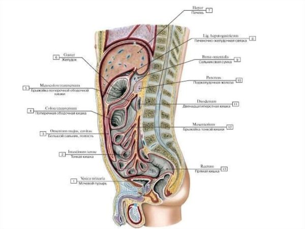 Большой сальник анатомия человека