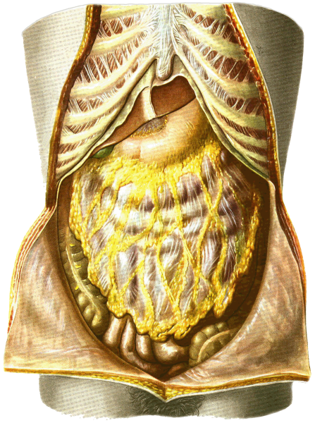 Ход брюшины анатомия