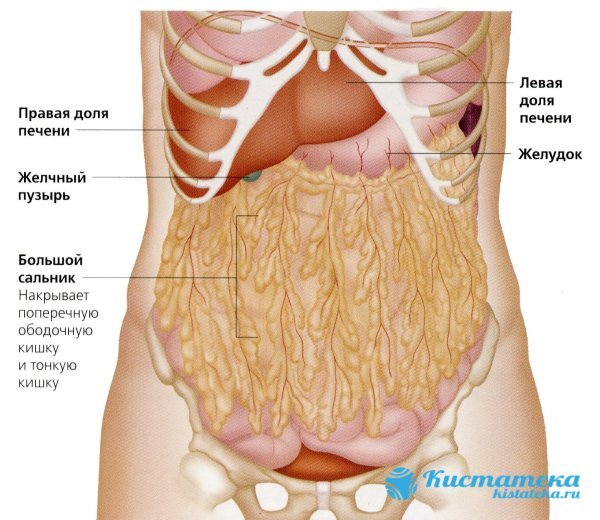 Сальник брюшной полости анатомия