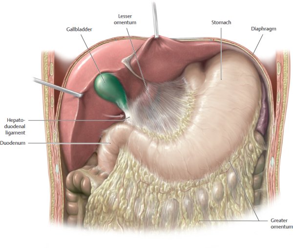 Брыжейки связки сальники