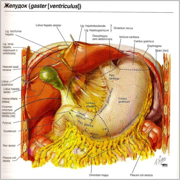 Сальниковая сумка анатомия кт