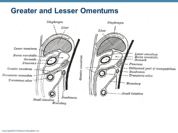 Желудочно ободочная связка анатомия