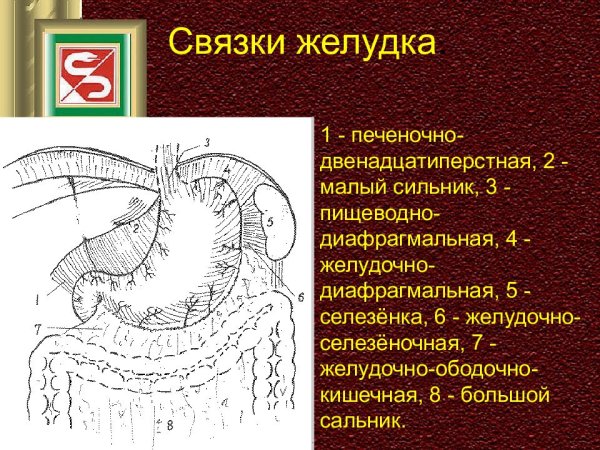 Брюшина строение анатомия