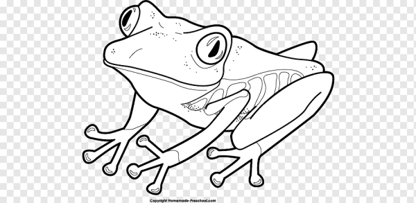 Жаба Эстетика Невилл