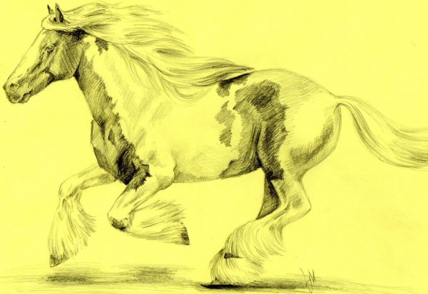 Лошадь карандашом
