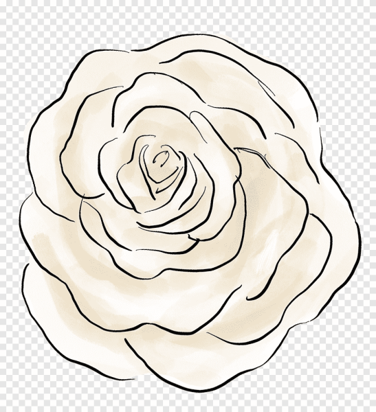 Роза без стебля