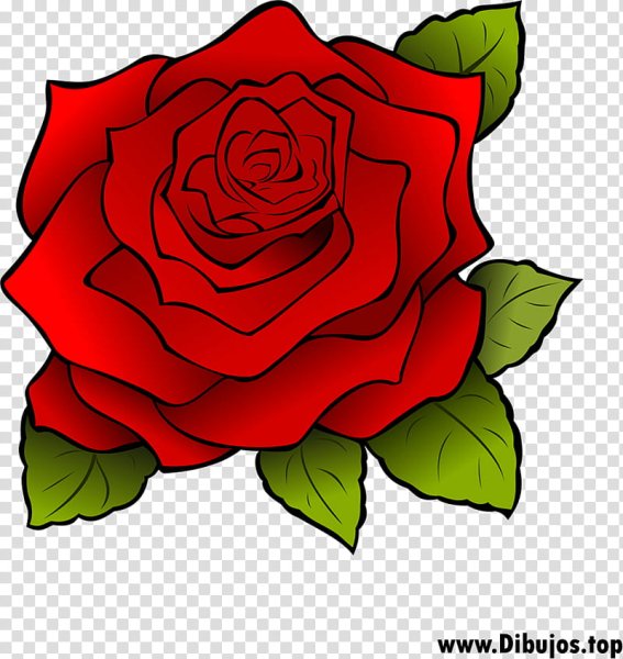 Роза карандашом