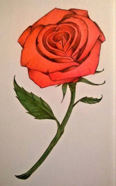 Роза рисунок