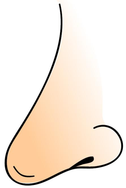 Типы Носов курносый