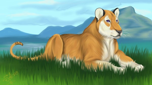 Рисунки Львов