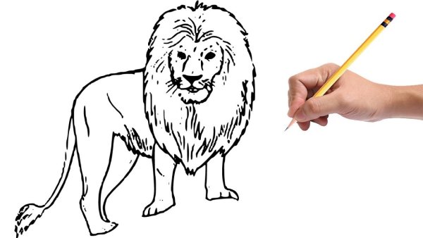 Рисунки хищных животных карандашом