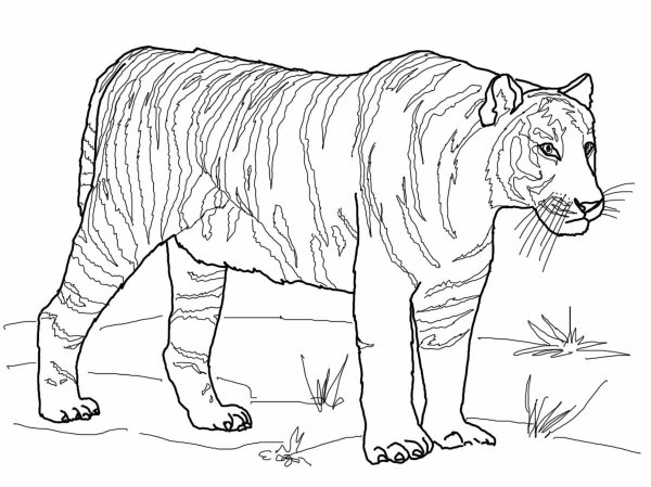 Раскраска "Дикие животные"