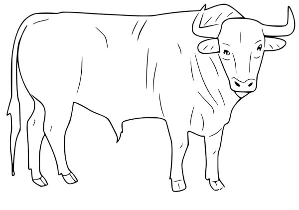 Бык раскраска для детей