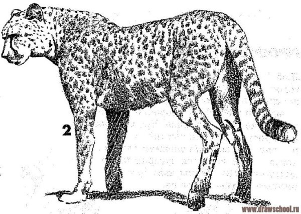 Тигры и леопарды раскраска