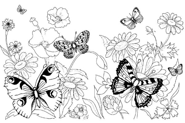 Раскраска "бабочки"