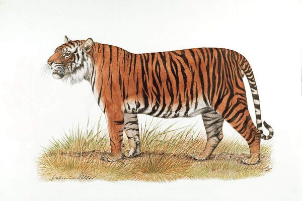 Тигр картинки для детей дошкольного возраста