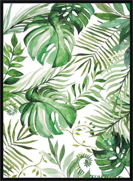 Папоротник монстера акравель