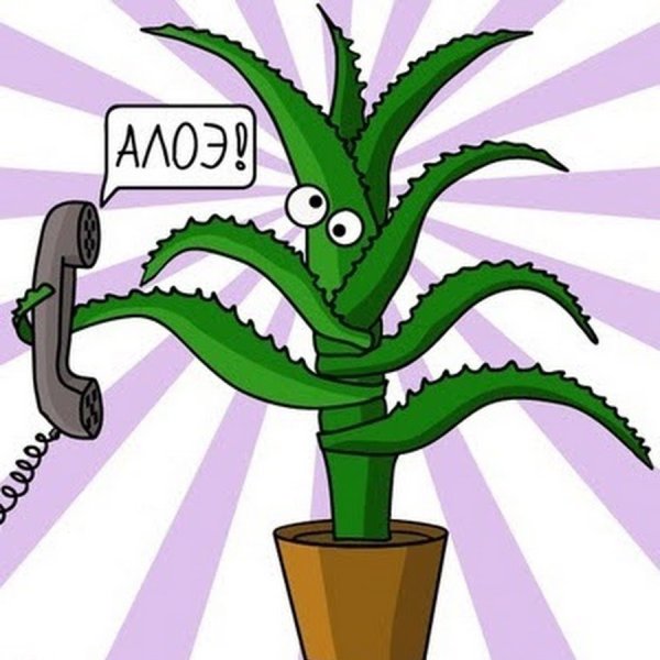 Алоэ прикол