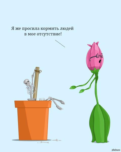 Юмор о цветах