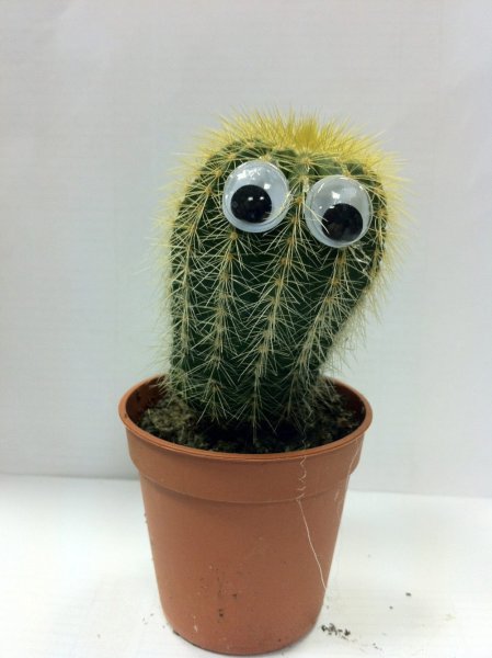 Кактус Георгий