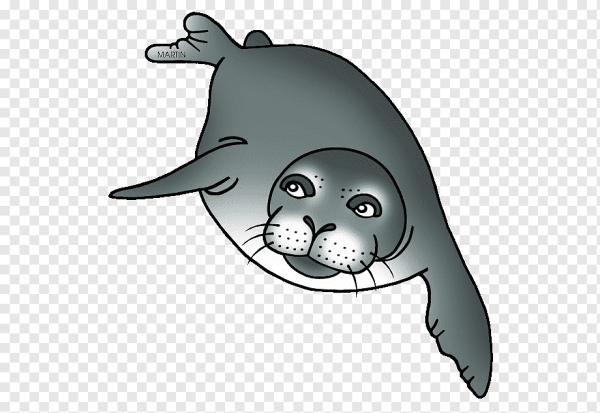 Морской котик