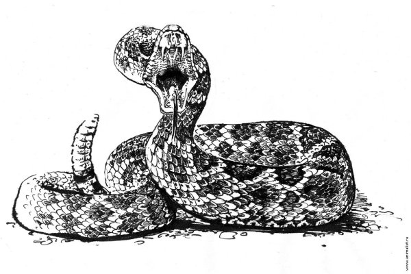 Змея рисунок