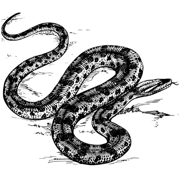 Контурное изображение змеи