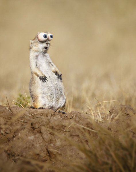 Суслики смешные