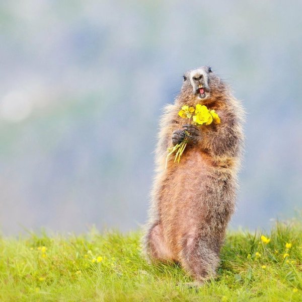 Большой суслик Байбак