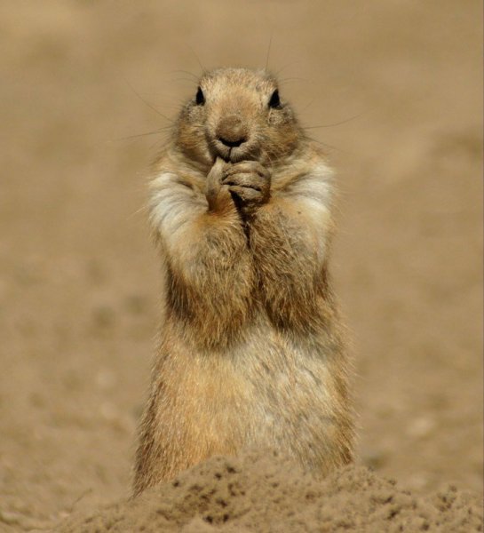 Веселый суслик