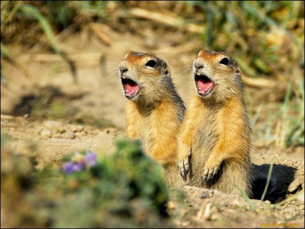 In the Jungle the Mighty Jungle the Lion Sleeps Tonight