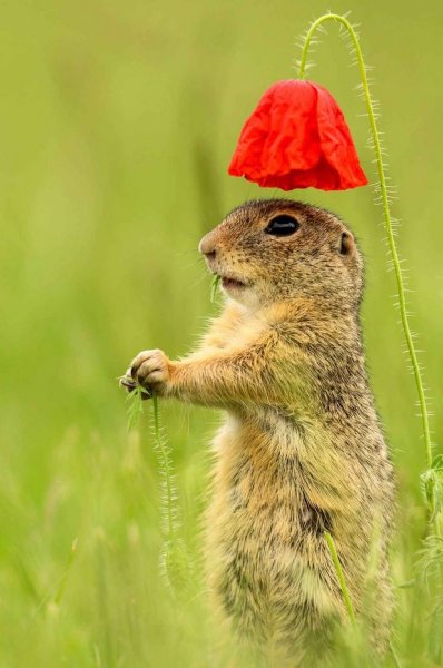 Суслик красивый