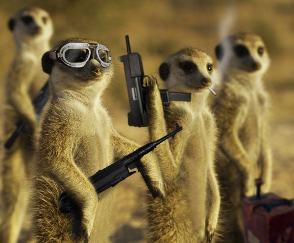 Сурикат в военной форме