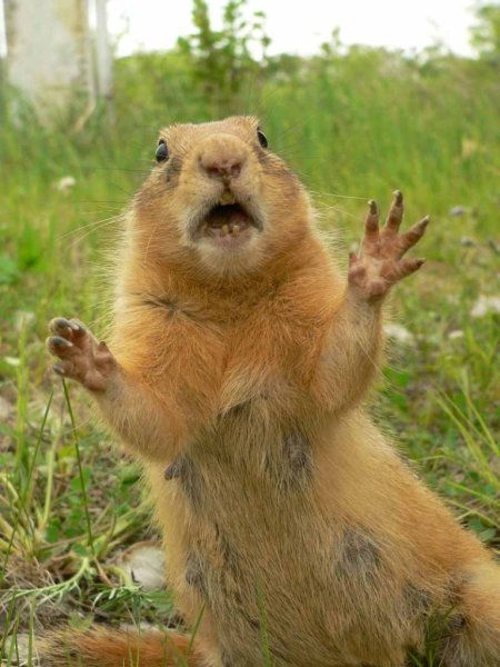 Суслики смешные