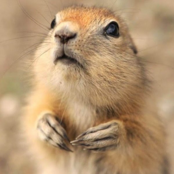 Милые суслики