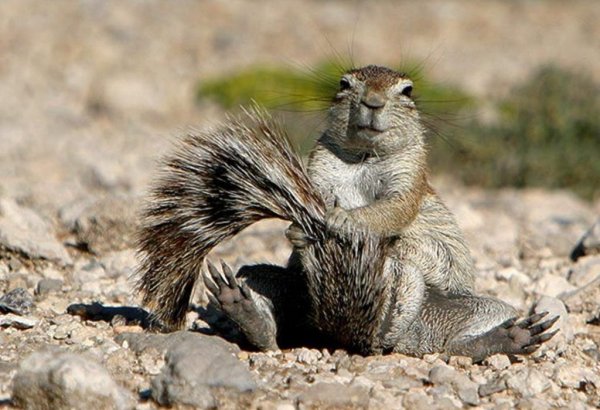 Суслик хвост