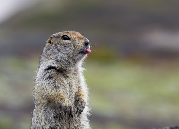 Милые суслики