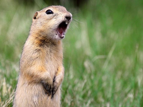 Злой суслик