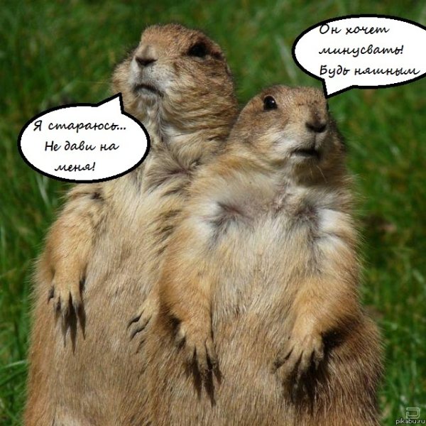 Шутка про суслика
