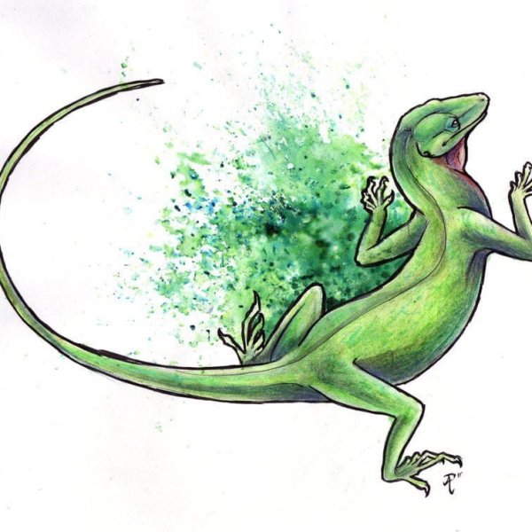 Зарисовки ящериц